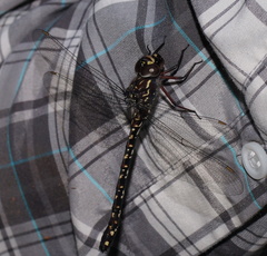 Austroaeschna multipunctata