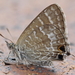 Wattle Blue - Photo no rights reserved, uploaded by Richard Fuller