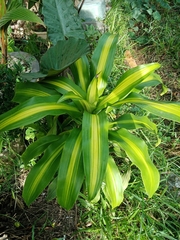 Dracaena fragrans
