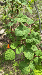 Rubus phoenicolasius