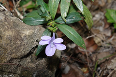 Barleria paucidentata image