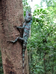 Calotes liolepis