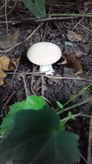 Fungi
