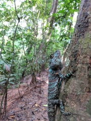 Calotes liolepis