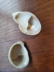 Crepidula fornicata image