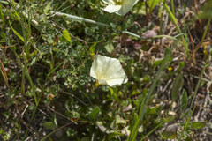 Convolvulus scammonia