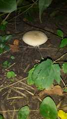 Fungi