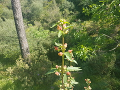 Scrophularia sambucifolia