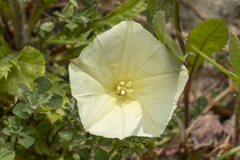 Convolvulus scammonia