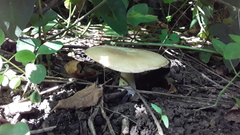 Fungi