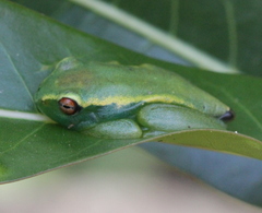 Boophis luteus