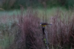 Motacilla flava iberiae