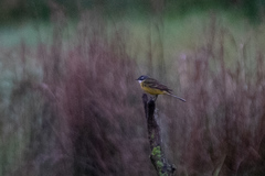 Motacilla flava iberiae