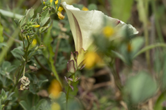 Convolvulus scammonia