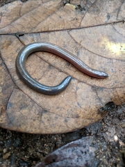 Nessia monodactyla