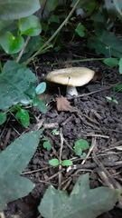 Fungi