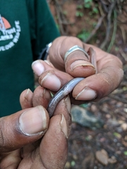 Nessia monodactyla