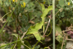 Convolvulus scammonia