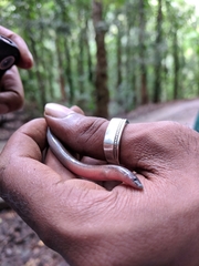 Nessia monodactyla