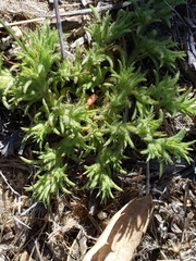 Loeflingia squarrosa