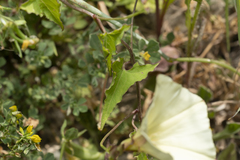 Convolvulus scammonia