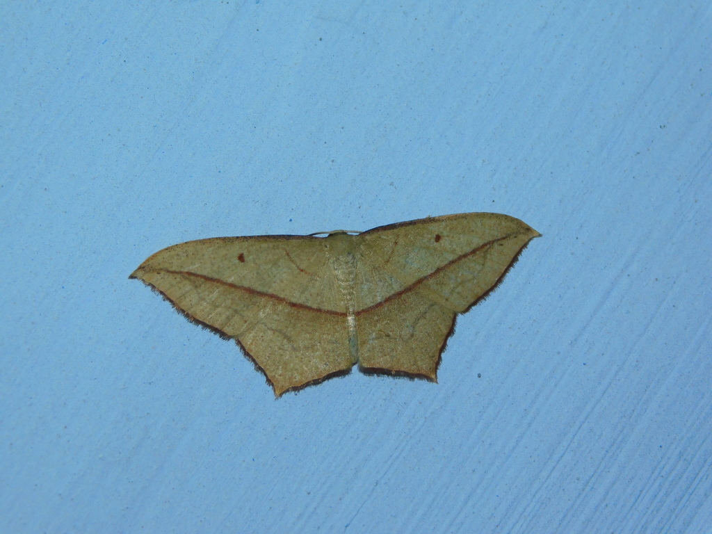 Timandra nelsoni