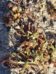 Trifolium microcephalum