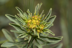 Haplophyllum buxbaumii
