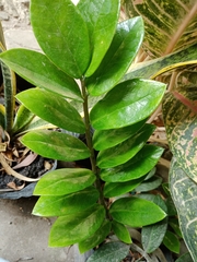 Zamioculcas zamiifolia