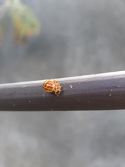 Neocalvia anastomozans