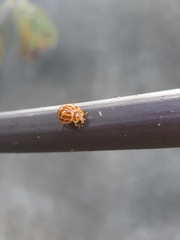 Neocalvia anastomozans