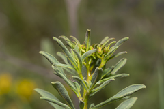 Haplophyllum buxbaumii