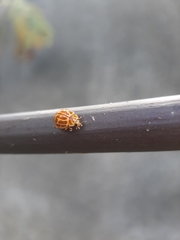 Neocalvia anastomozans