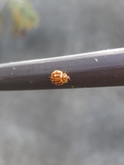 Neocalvia anastomozans