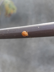 Neocalvia anastomozans