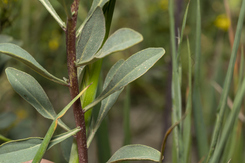 Image of Haplophyllum buxbaumii by (c) Eleftherios Katsillis, some rights reserved (CC BY)