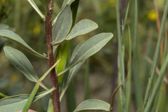Haplophyllum buxbaumii