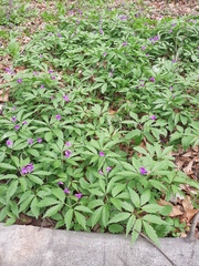 Cardamine glanduligera