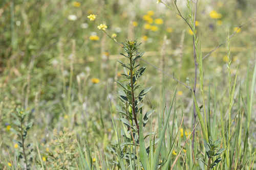 Image of Haplophyllum buxbaumii by (c) Eleftherios Katsillis, some rights reserved (CC BY)