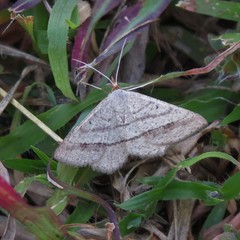 Isturgia catalaunaria