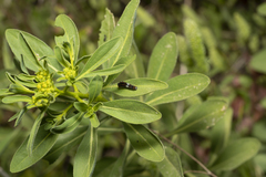 Haplophyllum buxbaumii