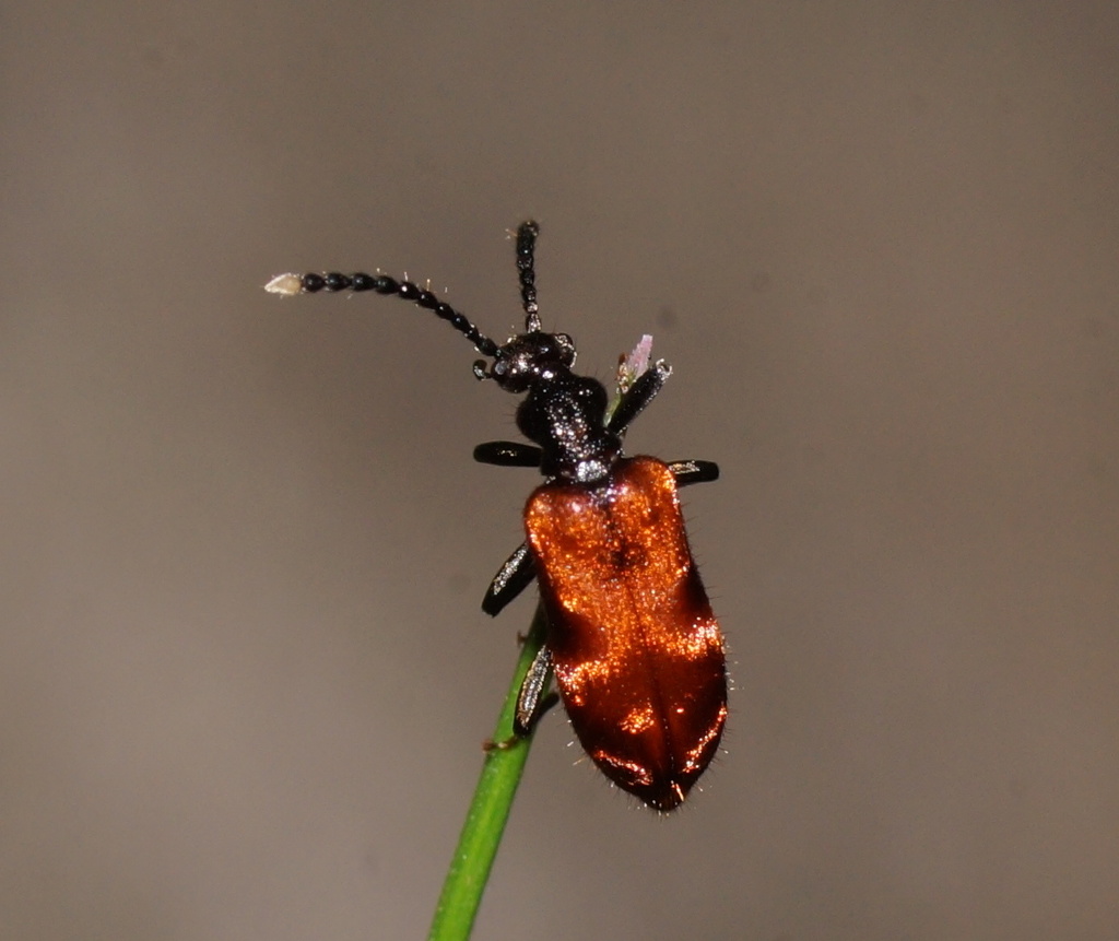 Lemodes atricollis