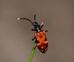 Lemodes atricollis