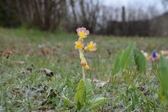 Primula elatior