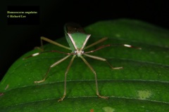 Homoeocerus angulatus