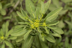 Haplophyllum buxbaumii