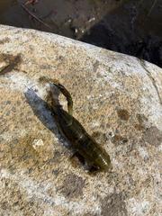 Procambarus virginalis