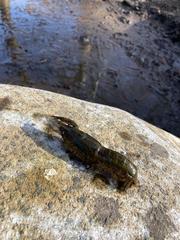 Procambarus virginalis