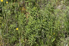 Haplophyllum buxbaumii