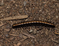 Isocladosoma maculatum